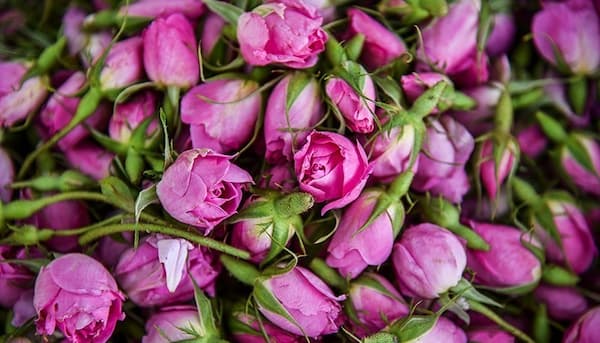 قیمت خرید غنچه گل محمدی کرمان + فروش ویژه